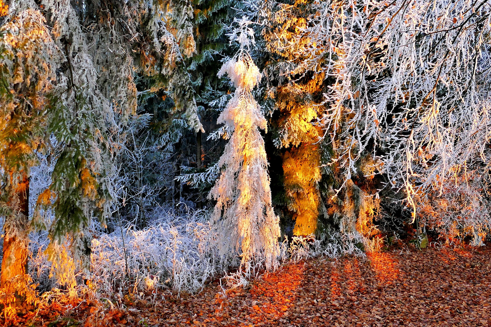 Eisgeister im Wald