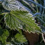 Eisgekühlte Brennessel