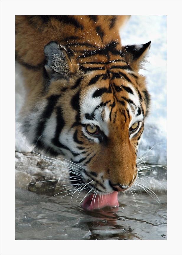 Eisgekühlte Drinks erhalten die Tiger in Hellabrunn