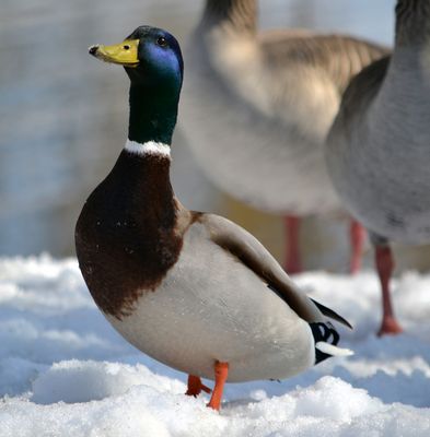 eisgekühlter Wildenten...
