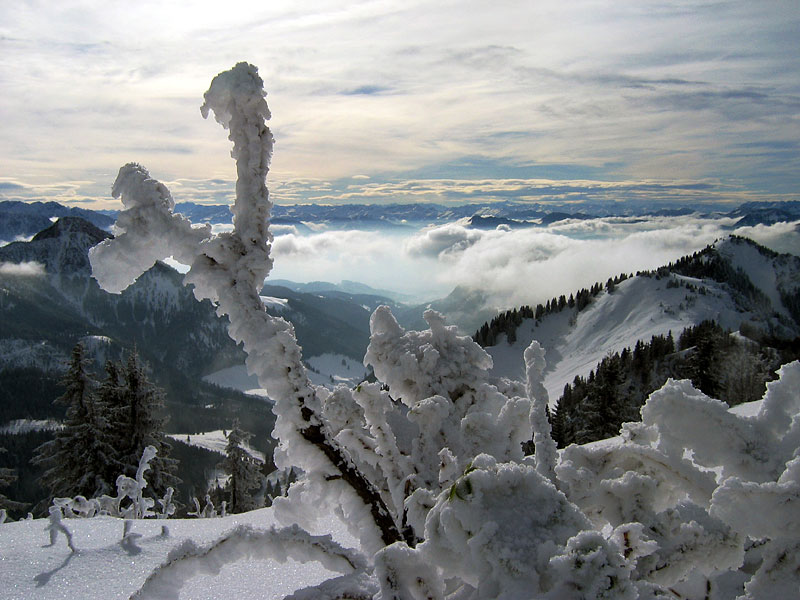 Eisgewächs im Gegenlicht