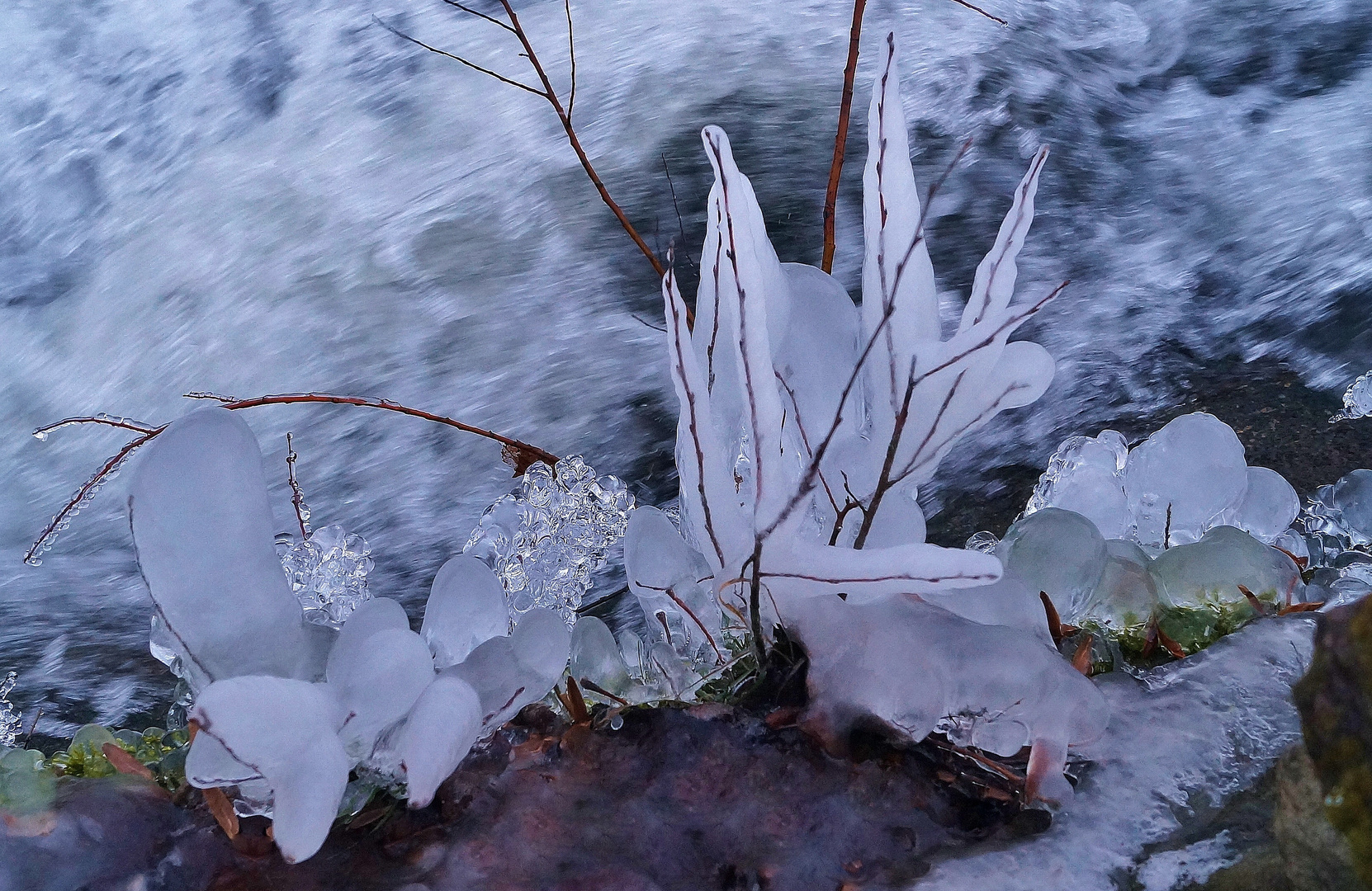 Eisgewächse