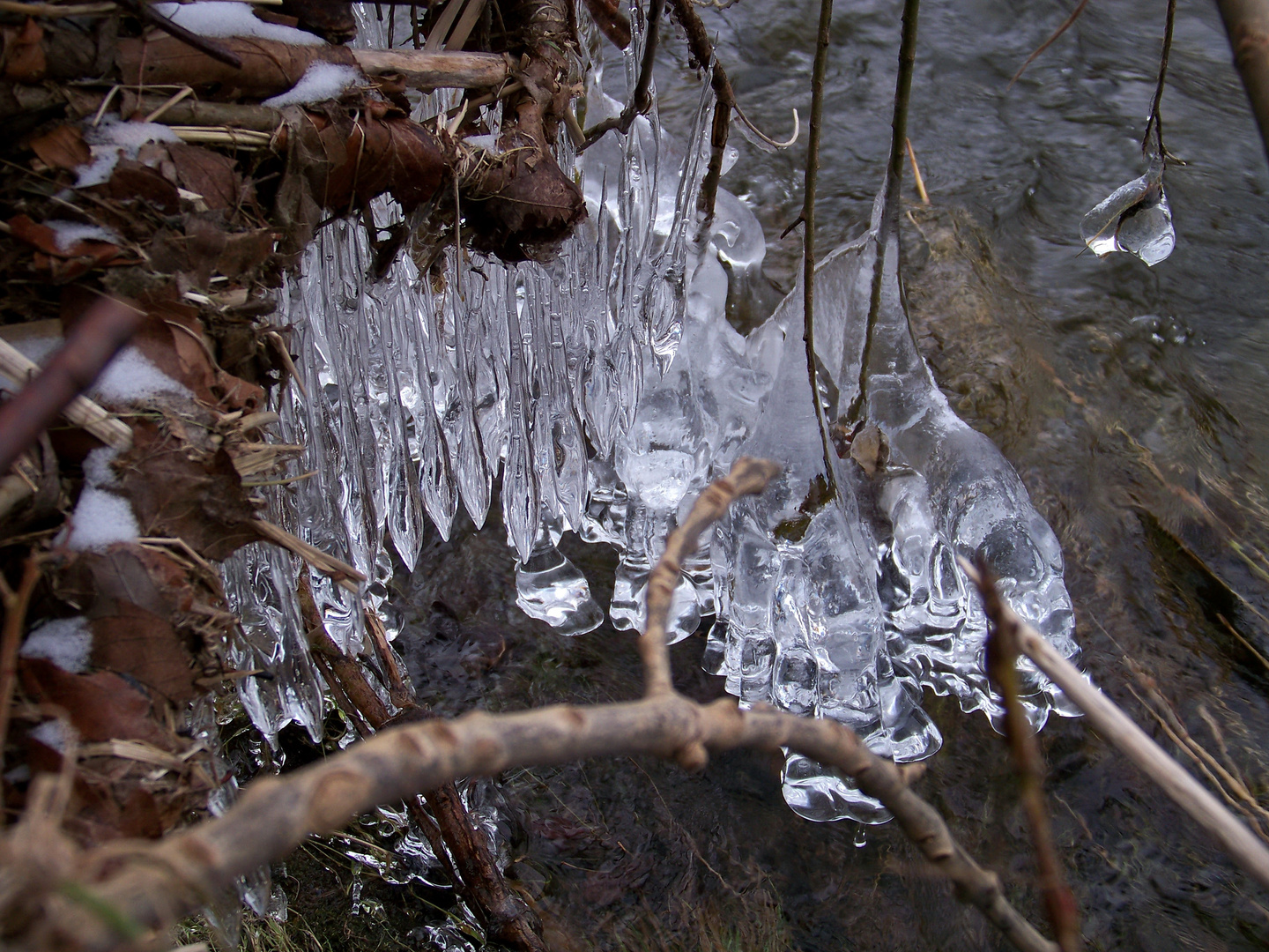 Eisgewächse I