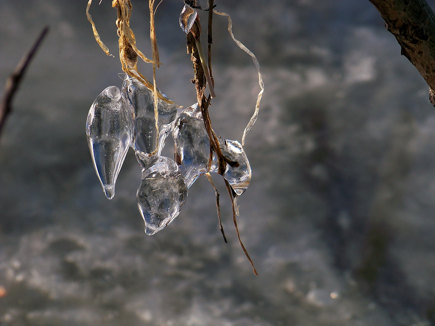 Eisgewächse VI