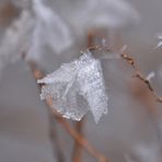 Eisglöckchen