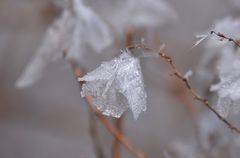 Eisglöckchen