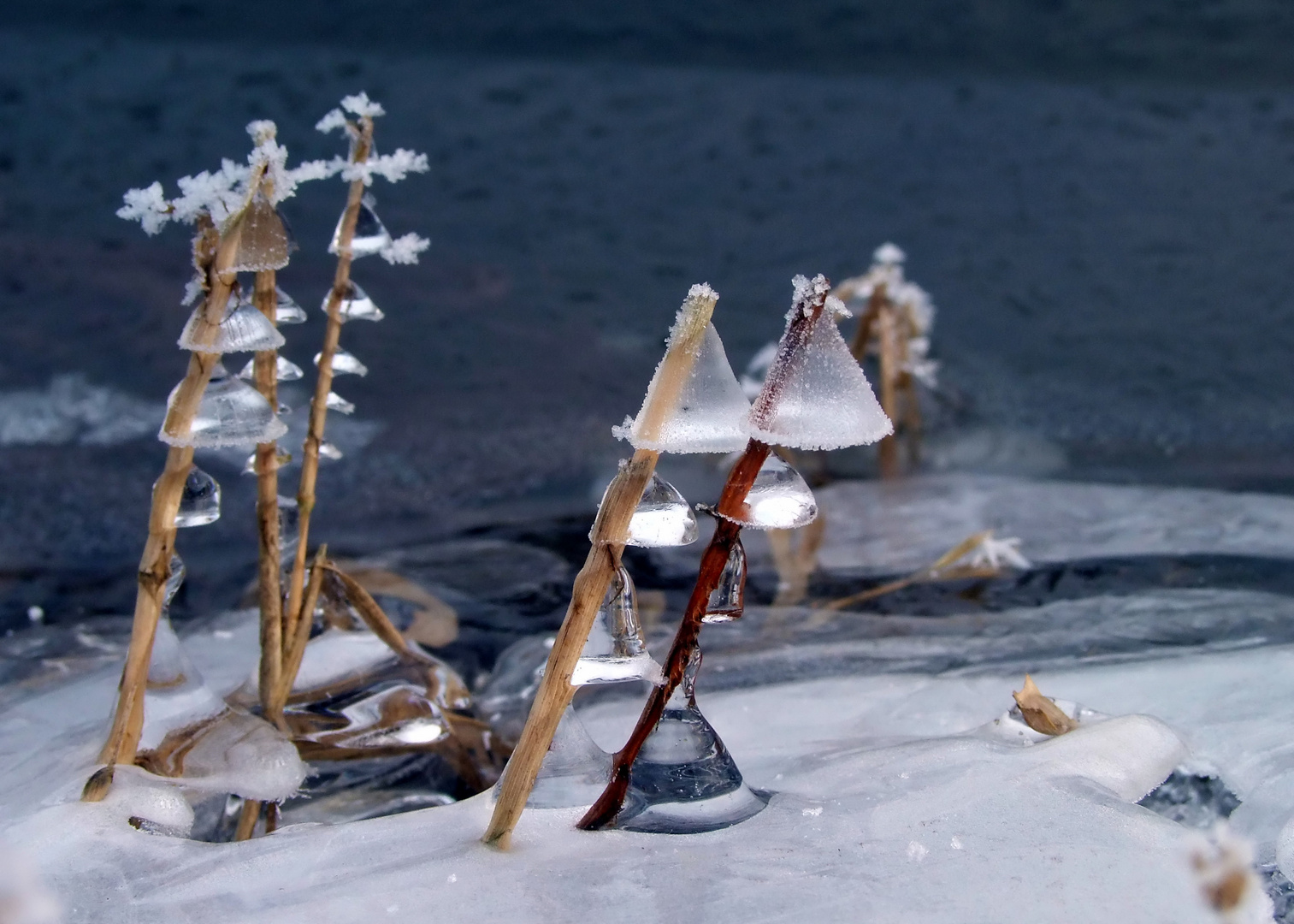 Eisglöckchen