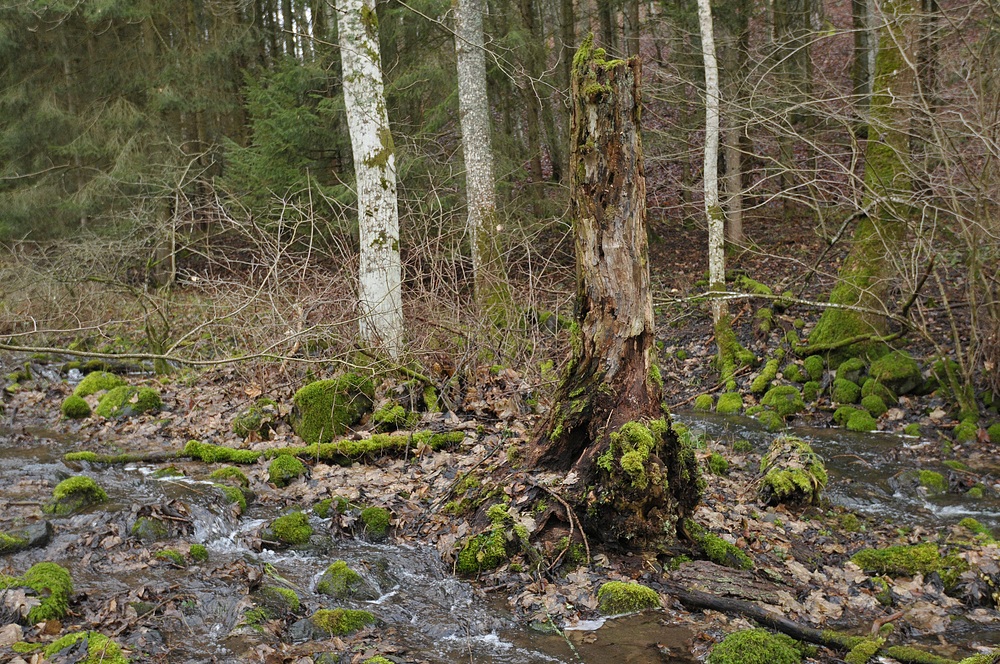 Eisgraben: Durch Wiesen und Wälder 04