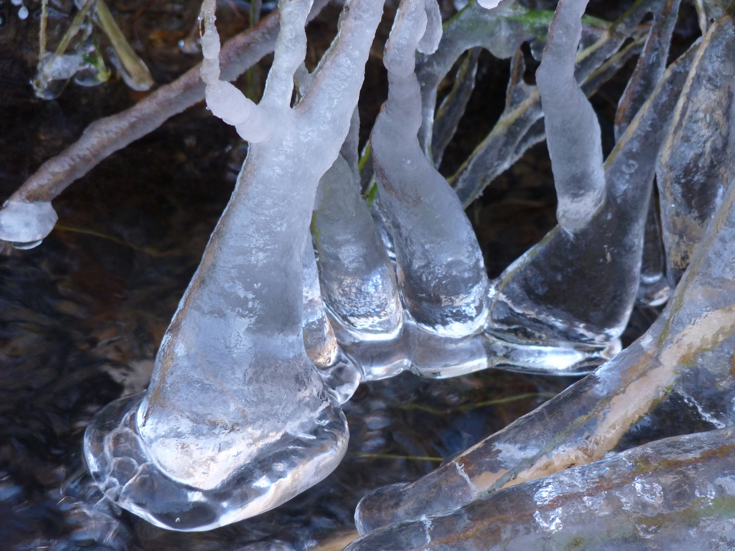 Eisgräser im Bach