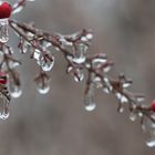 Eisguss am Heiligen Bambus 