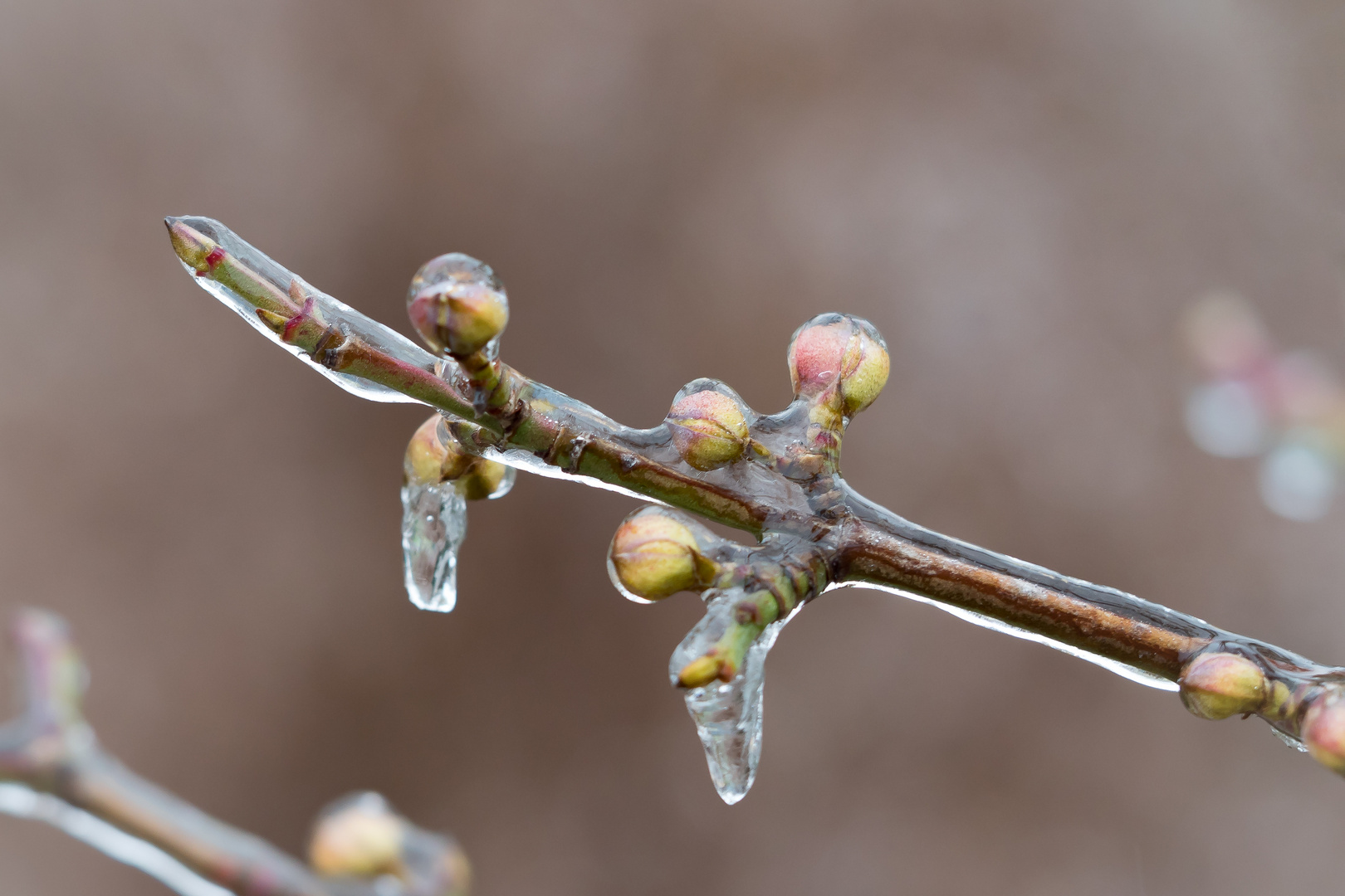 Eisguss an Knospen der Kornelkirsche