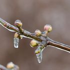 Eisguss an Knospen der Kornelkirsche