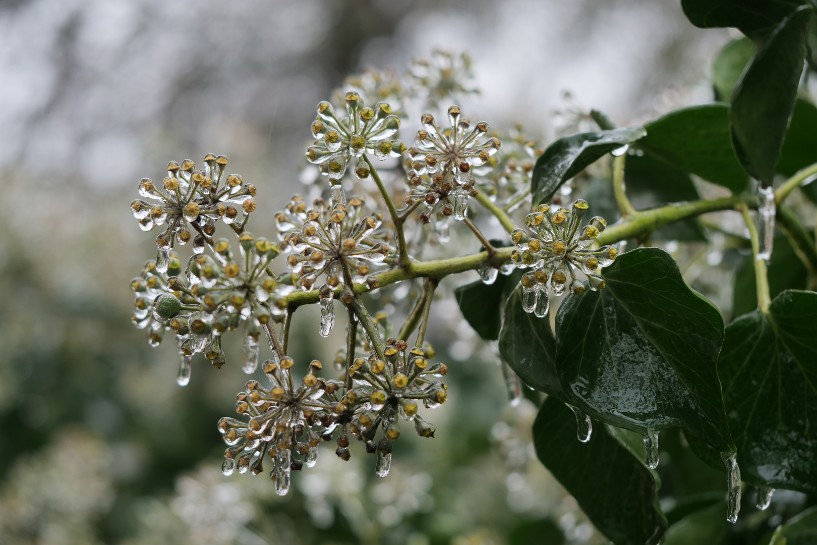 Eisguss an verblühten Efeublüten