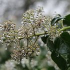 Eisguss an verblühten Efeublüten