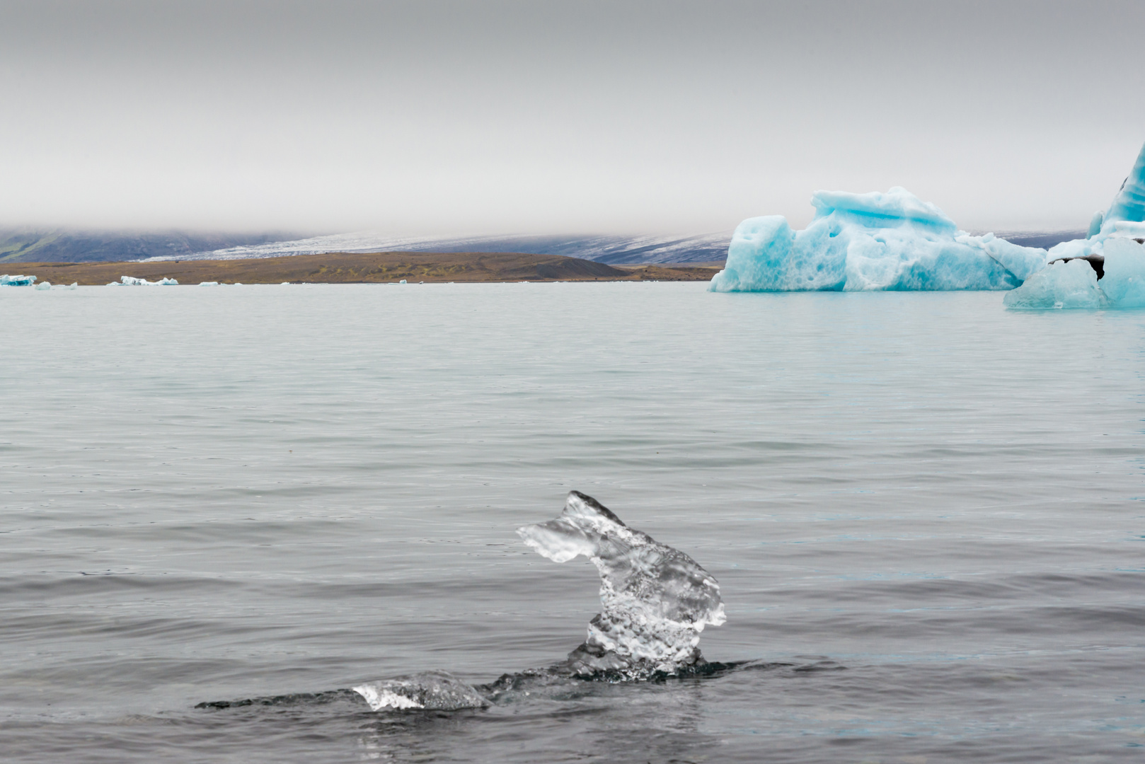 Eishase  Jökulsárlón,Island