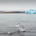 Eishase  Jökulsárlón,Island