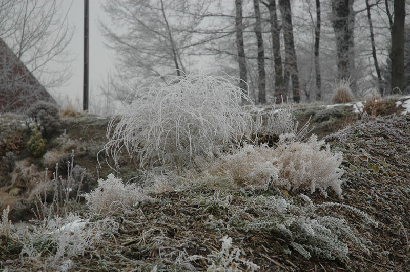 Eishauch im leichten Nebel