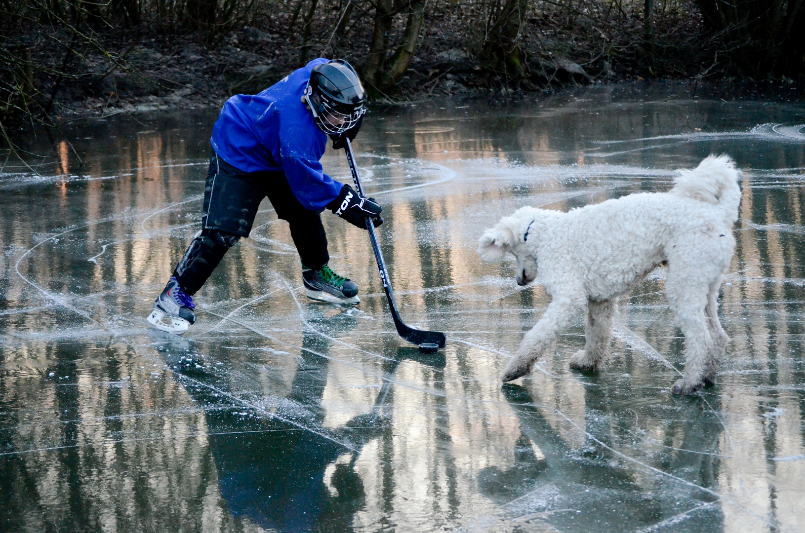 Eishockeypudel