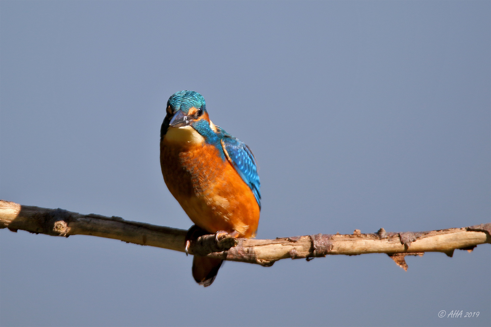 Eisi Foto & Bild | natur, tiere, wildlife Bilder auf fotocommunity