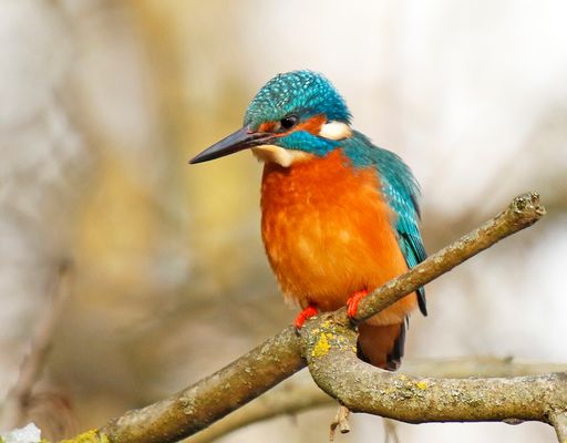 Eisi ganz konzentriert