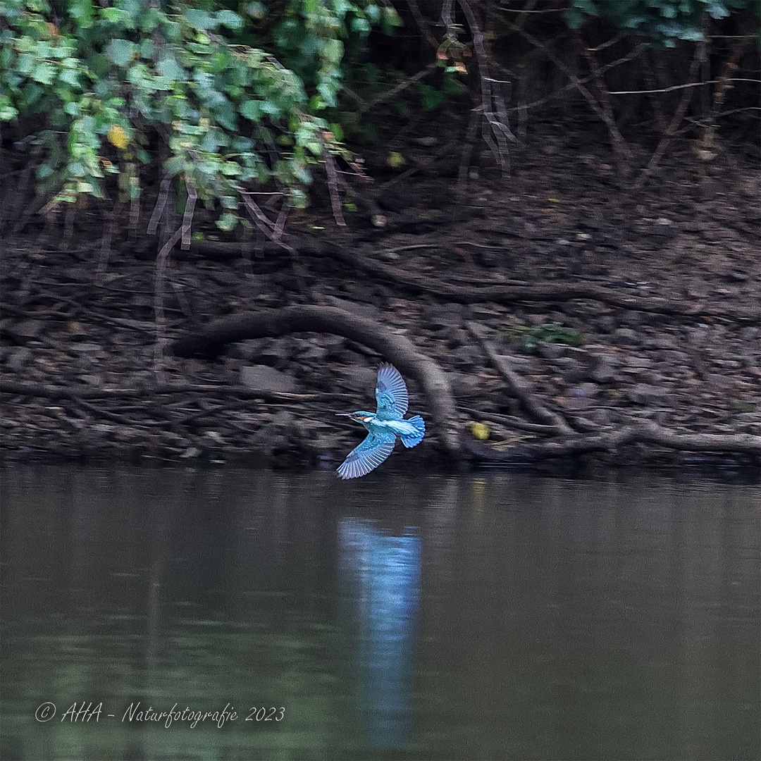 Eisi im Flug