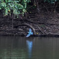 Eisi im Flug