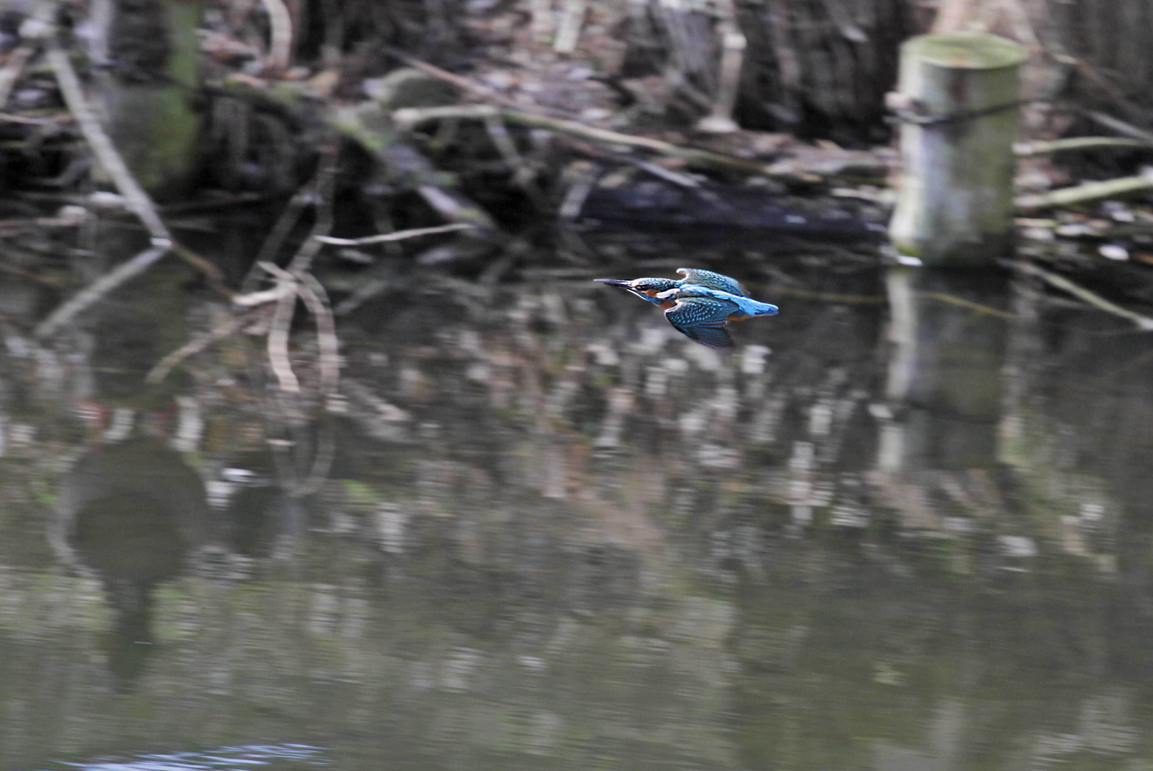 Eisi im Flug