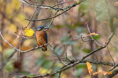 Eisi im herbstlichen Ambiente