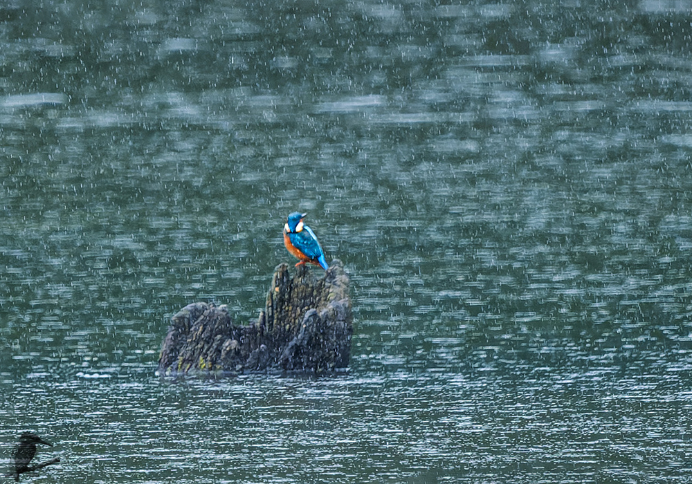 Eisi im Regen