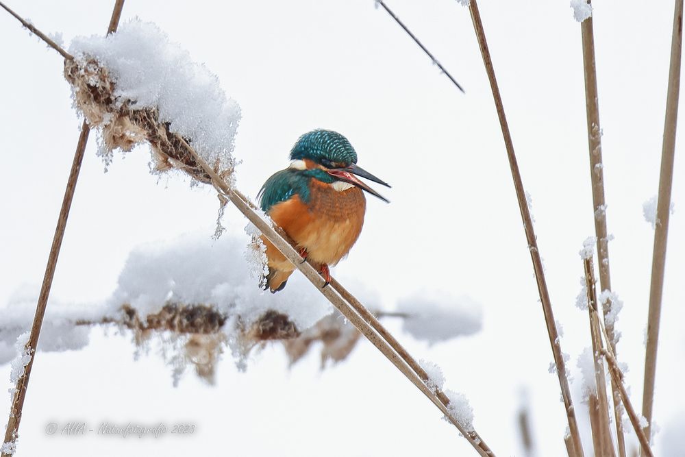 Eisi im Schnee