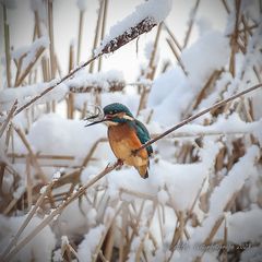 Eisi im Schnee mit Beute