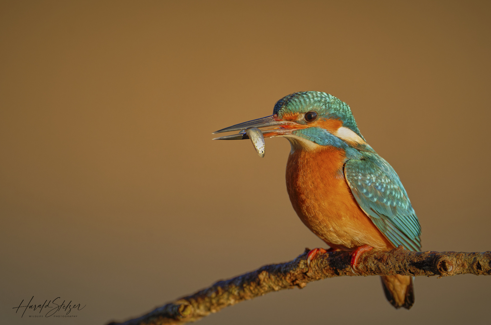 Eisi in der Sonne mit Fisch 