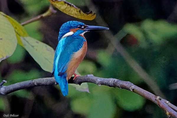 Eisi machte nachmittags kurz Rast ...