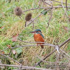 Eisidame heute an verschiedenen Plätzen