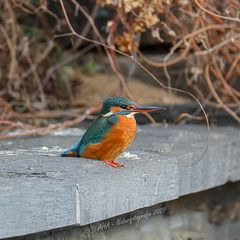 Eisidame heute an verschiedenen Plätzen