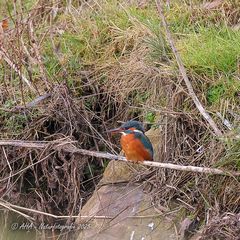 Eisidame heute an verschiedenen Plätzen