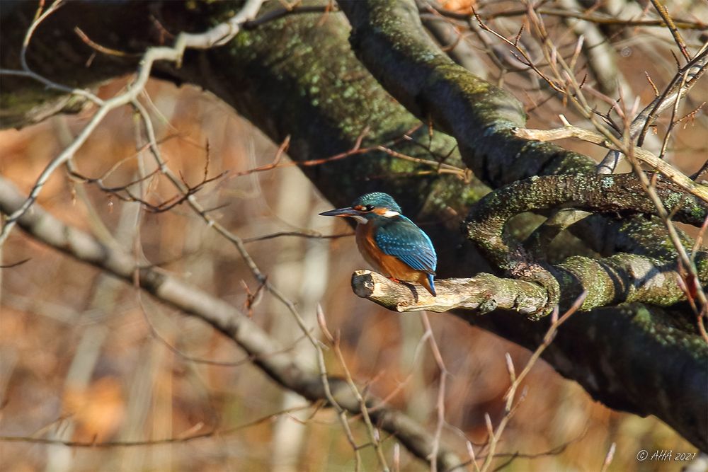 Eisidame heute im Park