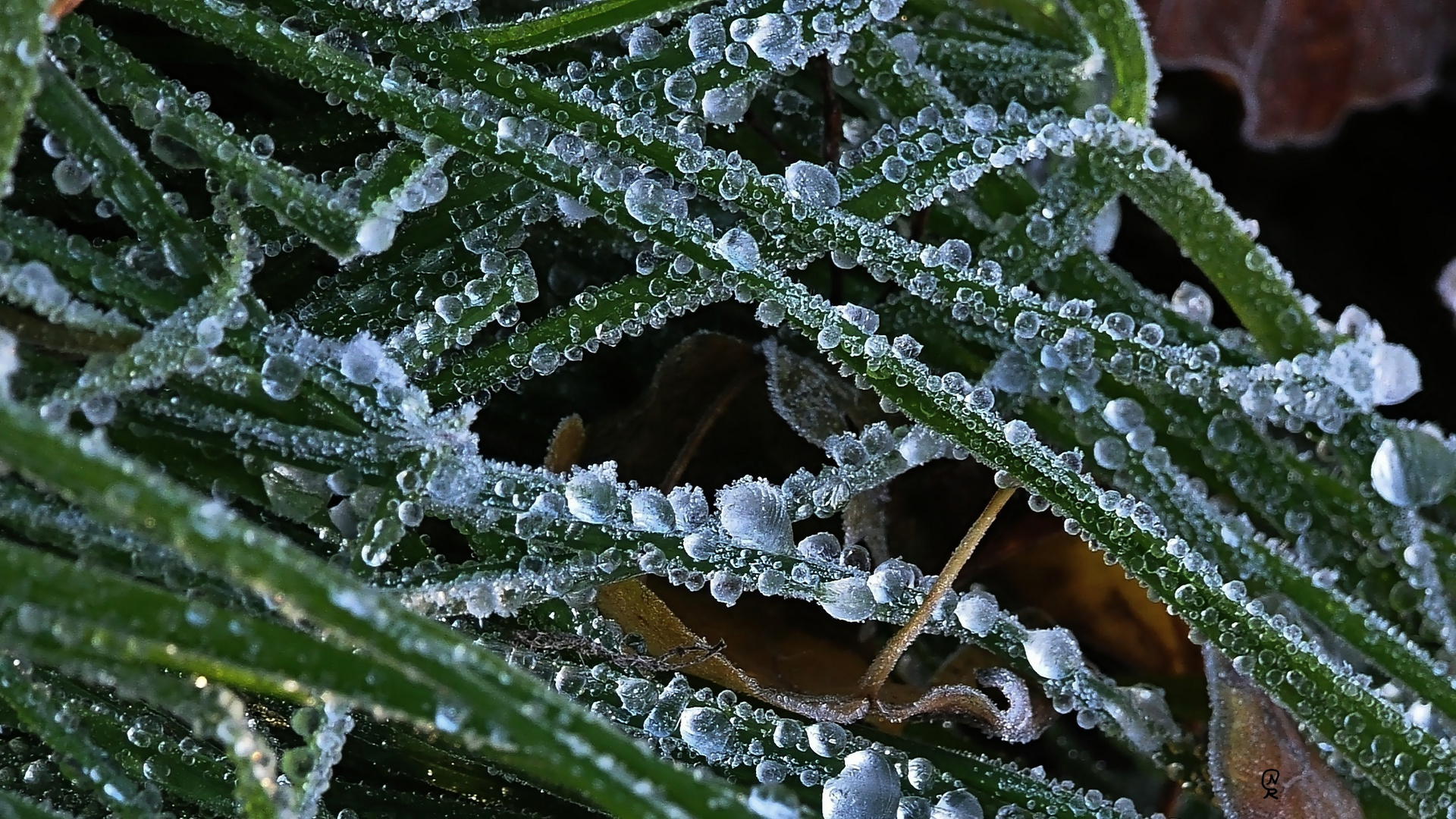 eisig Foto & Bild pflanzen, pilze & flechten, gräser, flora Bilder