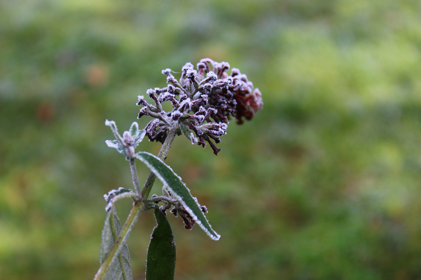 Eisige Blüte