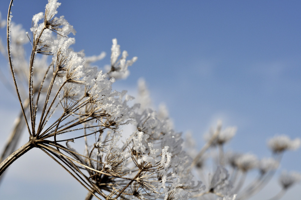 eisige Blüten