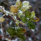 Eisige Frostblätter...