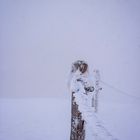 Eisige Kälte und Schneetreiben auf der Rigi Kulm (CH)