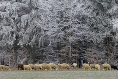 Eisige Kälte und warme Wolle