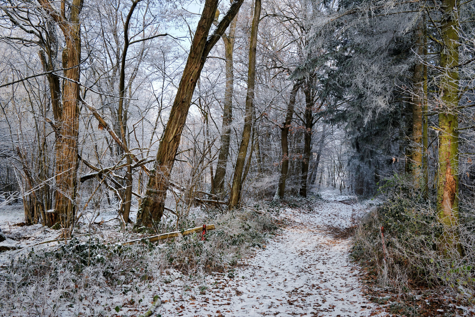 Eisige Pfade im Langenlonsheimer Wald 