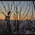 Eisige Pflanze im Sonnenuntergang