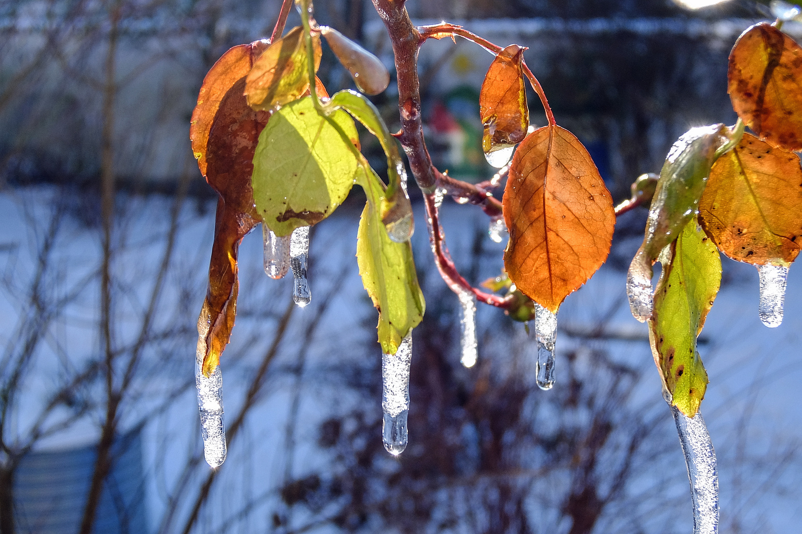 Eisige Rosenblätter im Gegenlicht