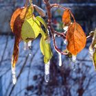 Eisige Rosenblätter im Gegenlicht