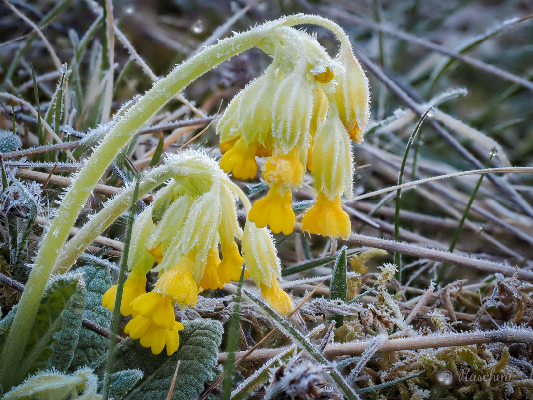 EISIGE SCHLÜSSELBLUMEN