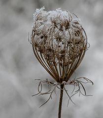 Eisige Schönheit