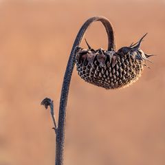 Eisige Sonnenblume